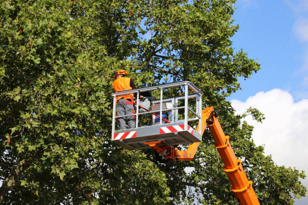 Mount Zion, GA Tree Services Company